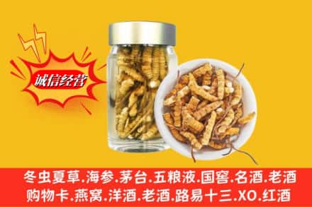 百色西林县回收散虫草